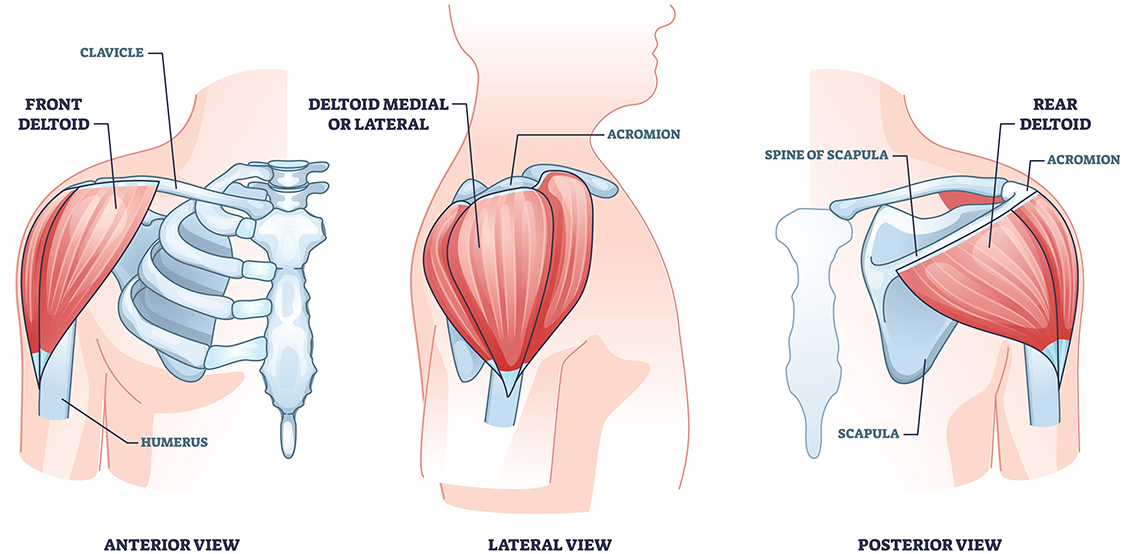 Shoulders with anterior, medial and posterior deltoids